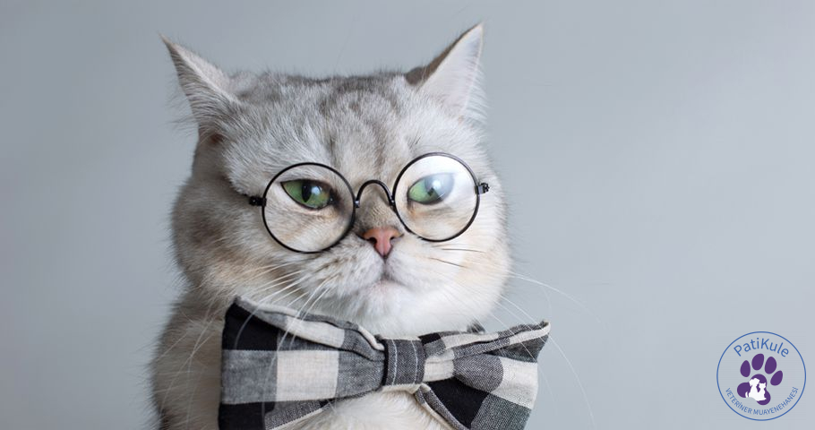 Kedi Eğitimi İçin Önemli Noktalar