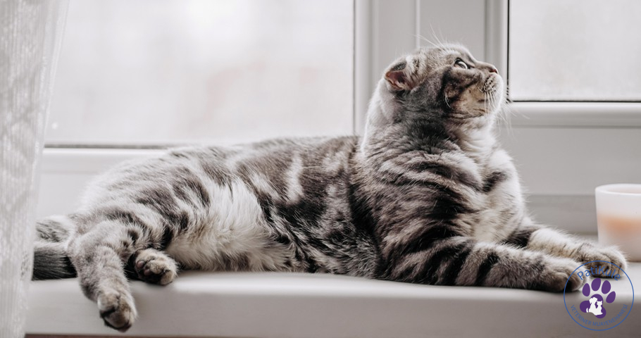 Kedi Kısırlaştırma Operasyonu Kedi Kısırlaştırma Operasyonu