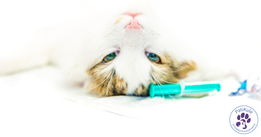 Kedi Kısırlaştırma Operasyonu Dişi kedilerin kısırlaştırma operasyonları biraz daha uzun ve zordur.
