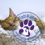 Kedi Lösemisi Hastalığı ve Tedavisi