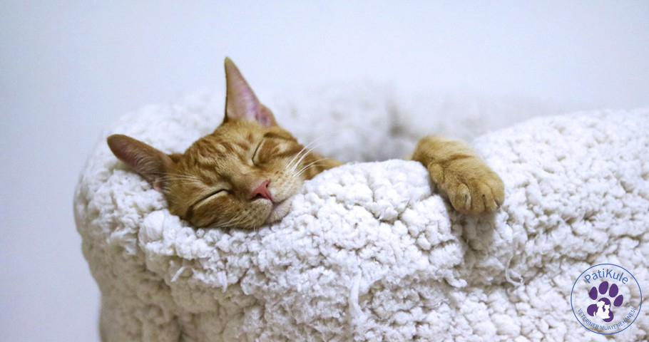 Kedi Lösemisi Hastalığı ve Tedavisi