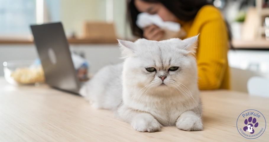 Kedi Nezlesi ve Tedavisi Kedi Nezlesi