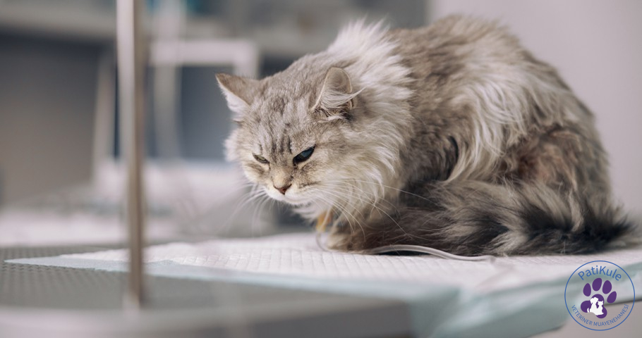 Kedi Nezlesi ve Tedavisi Kedi Nezlesi Tedavisi