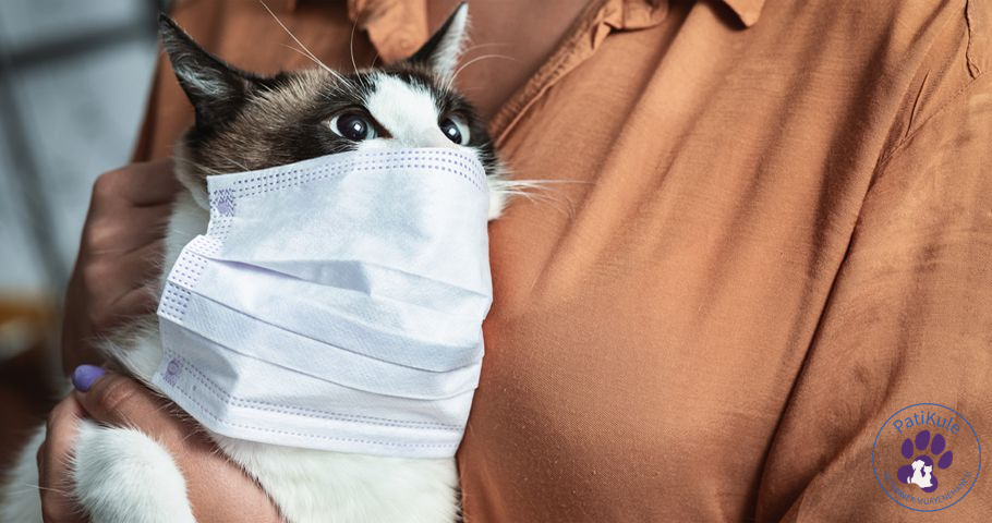 Kedi Nezlesi ve Tedavisi