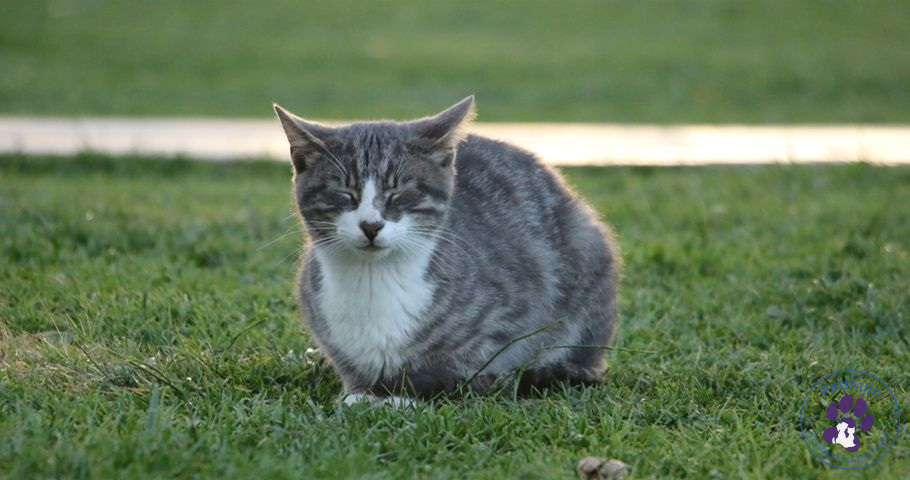 Kedi Sahiplenmeye Karar Vermek Anksiyete Tedavisi İçin Kedi Sahiplenmek
