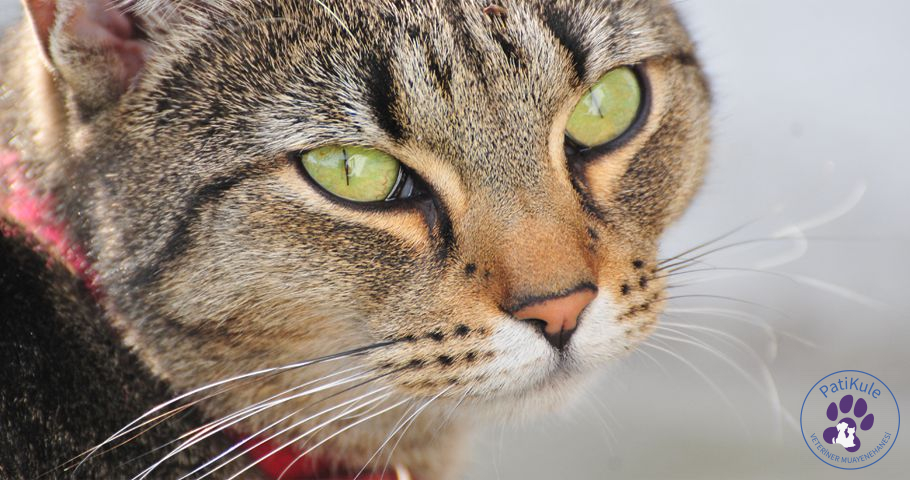 Kedi Sahiplenmeye Karar Vermek Sevimli Dostlarımız Kediler