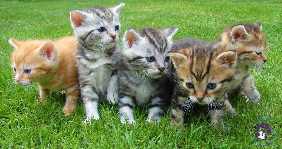 Kedi Sahiplenmeye Karar Vermek