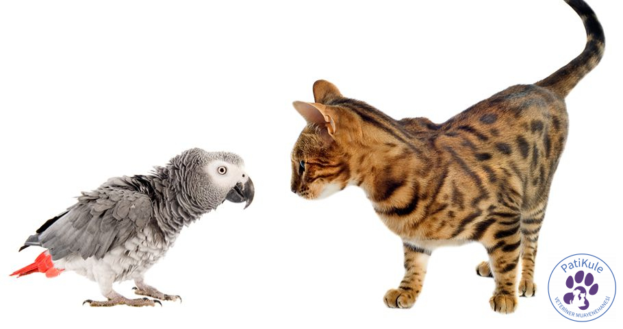 Kedi ve Kuş Birlikte Yaşar mı?