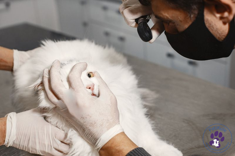 Kedilerde Nörolojik Hastalıklar Nelerdir? Kedi Tahliller