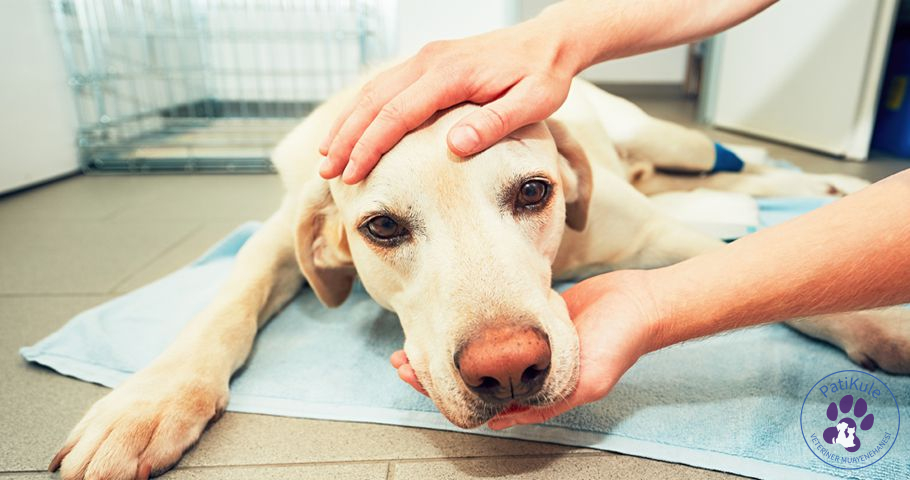 Köpek Nezlesi Neden Olur? Köpek Nezlesi Neden Olur?