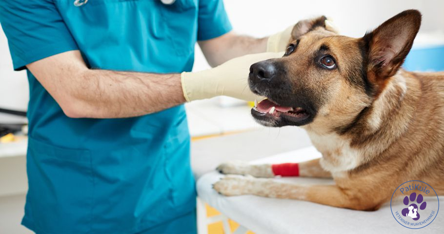 Köpek Nezlesi Neden Olur? Köpek Nezlesi Tedavisi