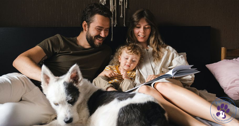 Köpek Sahiplenmek Neden Önemli? Köpek sahiplenmek, evcil hayvan sahiplenmek isteyenlerin ilk aklına gelen eylem oluyor. Köpekler ömür boyu verdikleri sevgi, sadakatle bilinen hayvanlardır.