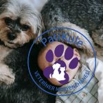 Köpek Sahiplenmek Neden Önemli?