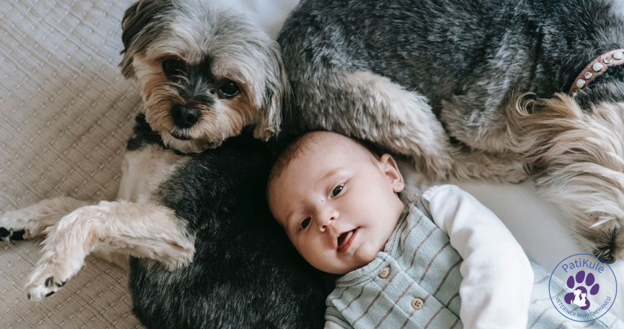 Köpek Sahiplenmek Neden Önemli?