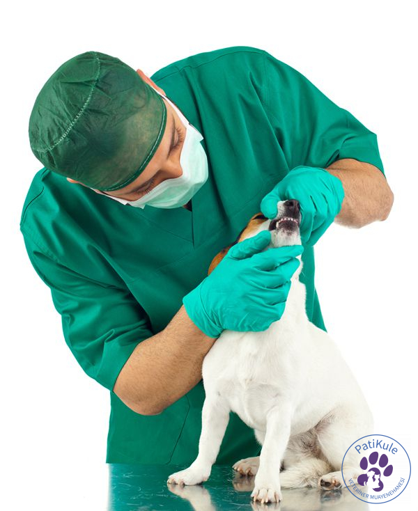 Köpeğinizi İyi Takip Edin
