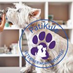 Köpeklerde Burun Kanaması Neden Olur