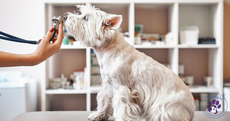 Köpeklerde Burun Kanaması Neden Olur