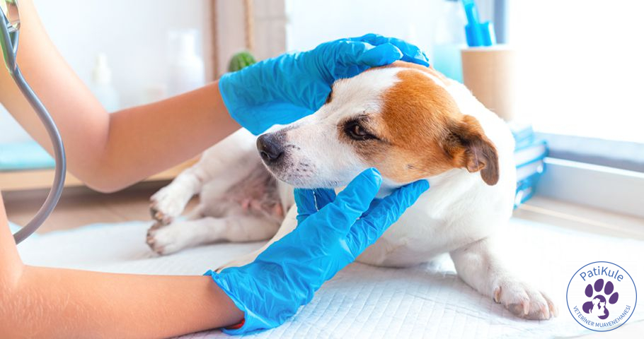 Köpeklerde Burun Kanaması Neden Olur