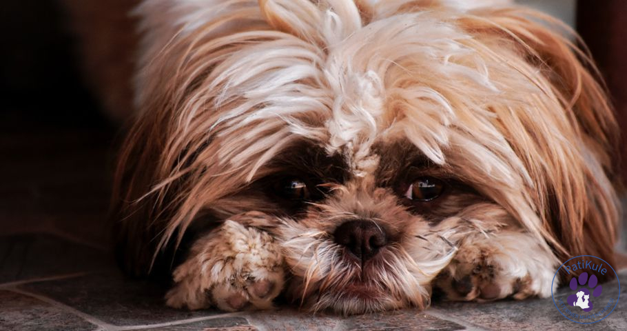 Köpeklerde Küsme Köpeğiniz Size Küser mi? Köpeklerde Küsme