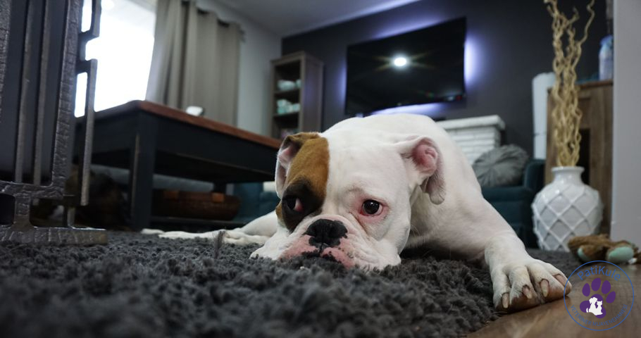 Köpeklerde Küsme Köpeğiniz Size Küser mi? Küsen Köpek