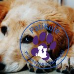 Köpeklerde Küsme Köpeğiniz Size Küser mi?