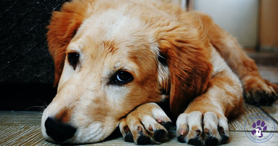 Köpeklerde Küsme Köpeğiniz Size Küser mi?