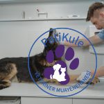 Köpeklerde Siyatik Sinir Hasarı Nedir?