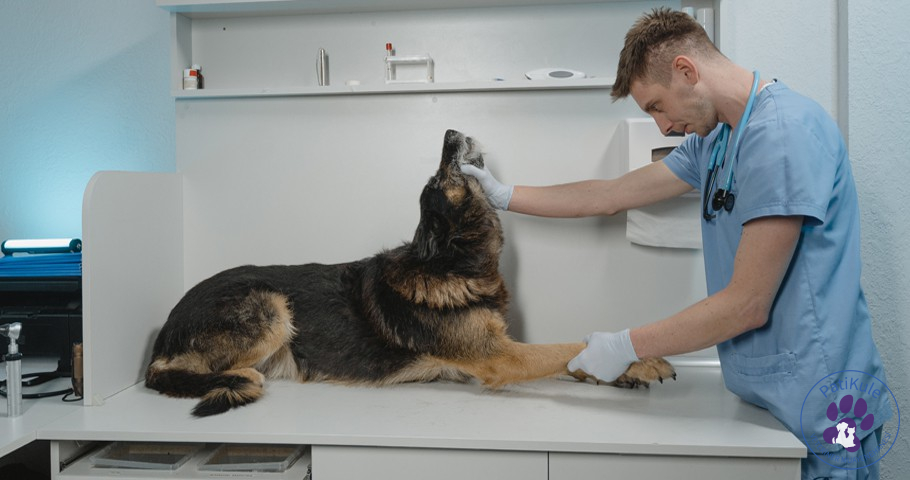 Köpeklerde Siyatik Sinir Hasarı Nedir?