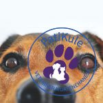 Köpeklerde Tüy Dökülmesi