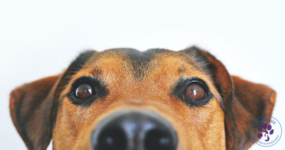 Köpeklerde Tüy Dökülmesi