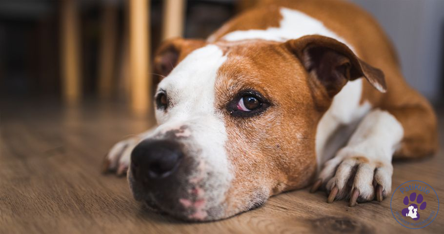 Köpeklerde Yaşlanma Nasıl Anlaşılır? Köpeğinize yardım edin