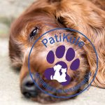Köpeklerde Yaşlanma Nasıl Anlaşılır?