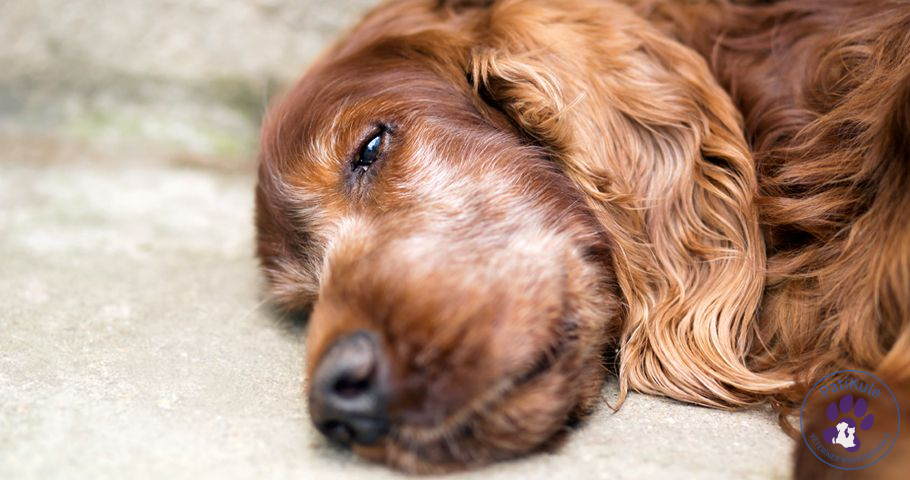 Köpeklerde Yaşlanma Nasıl Anlaşılır?