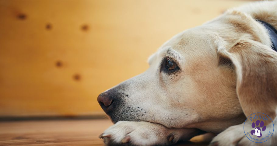 Köpeklerde Yaşlanma Nasıl Anlaşılır? Köpeklerde Yaşlanma Nasıl Anlaşılır?