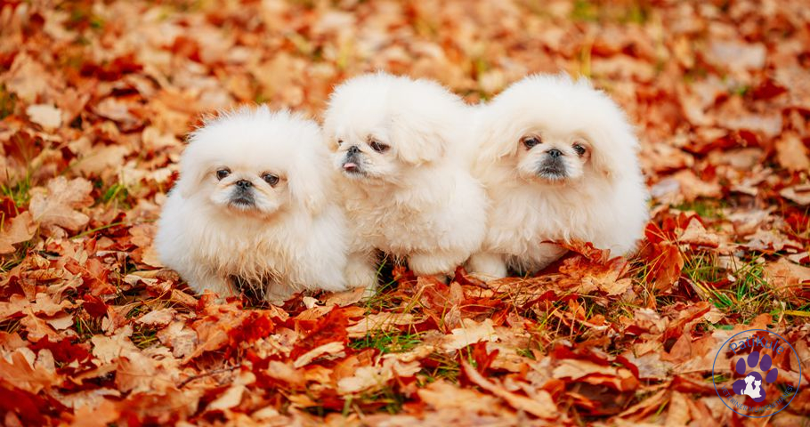 Pekinez Cinsi Köpek, Bakımı Nasıl Yapılır? Pekinez Cinsi Köpek, Bakımı Nasıl Yapılır?