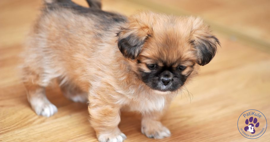 Pekinez Cinsi Köpek, Bakımı Nasıl Yapılır? Pekinez Özellikleri