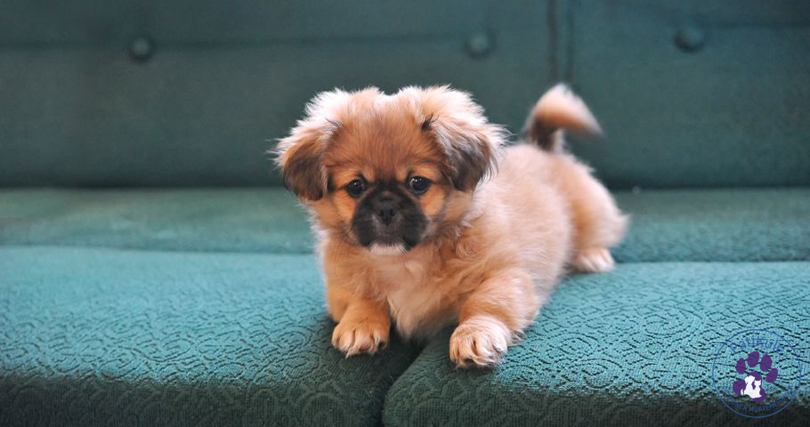 Pekinez Cinsi Köpek, Bakımı Nasıl Yapılır?