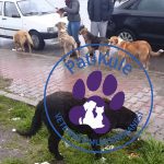 Sokak Hayvanlarına Nasıl Yaklaşılmalı?