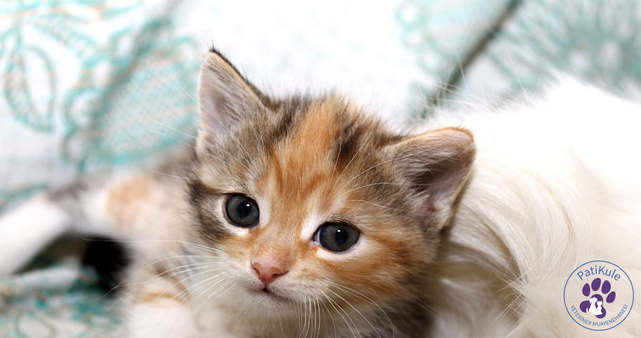 Yavru Kedi Aşı Takvimi Takibi Yavru Kedi Aşı Takvimi Takibi