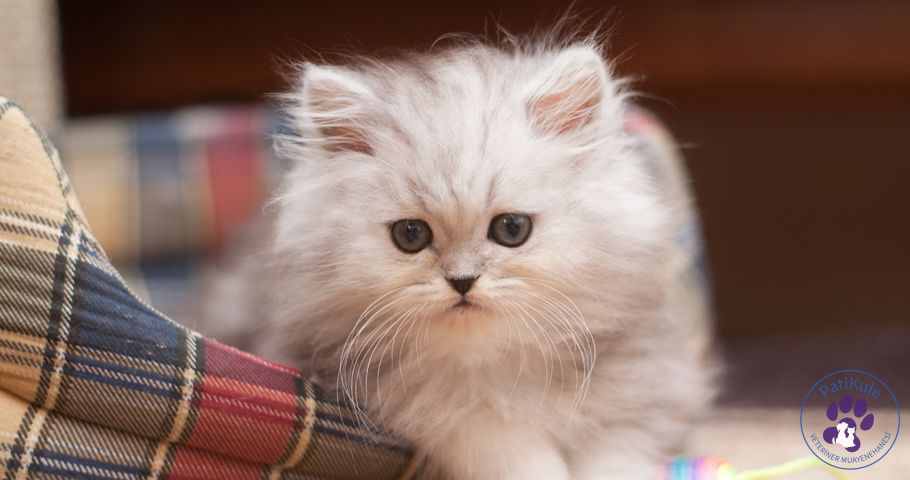 Yavru Kedi Aşı Takvimi Takibi Kedilerde Aşı