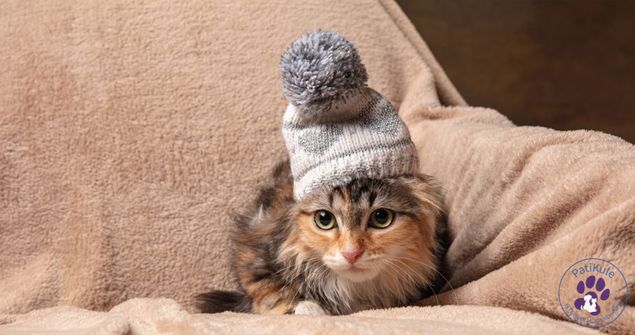 Yavru Kedi Aşı Takvimi Takibi