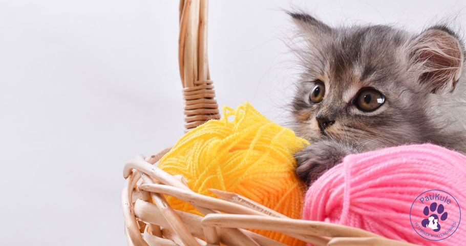 Yavru Kedi Oyun Oynarken Nasıl Güvende Tutulur? Yavru Kediler