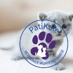 Yavru Kedi Oyun Oynarken Nasıl Güvende Tutulur?