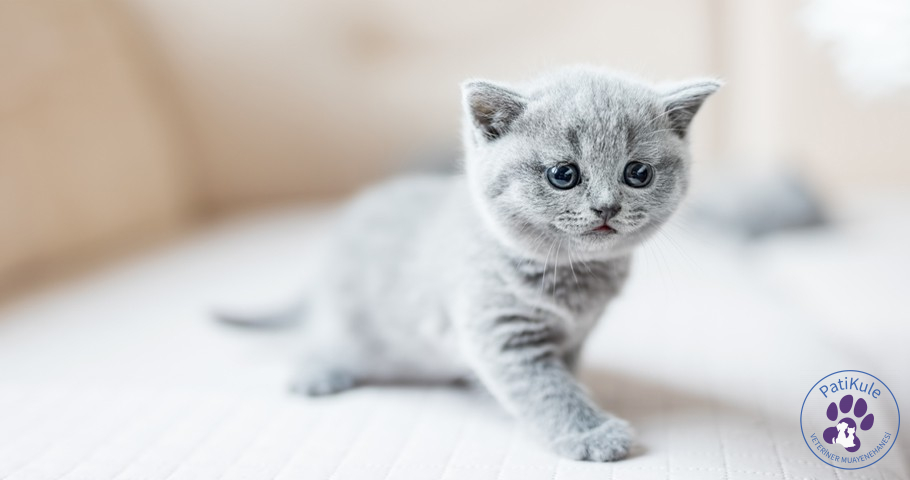 Yavru Kedi Oyun Oynarken Nasıl Güvende Tutulur?