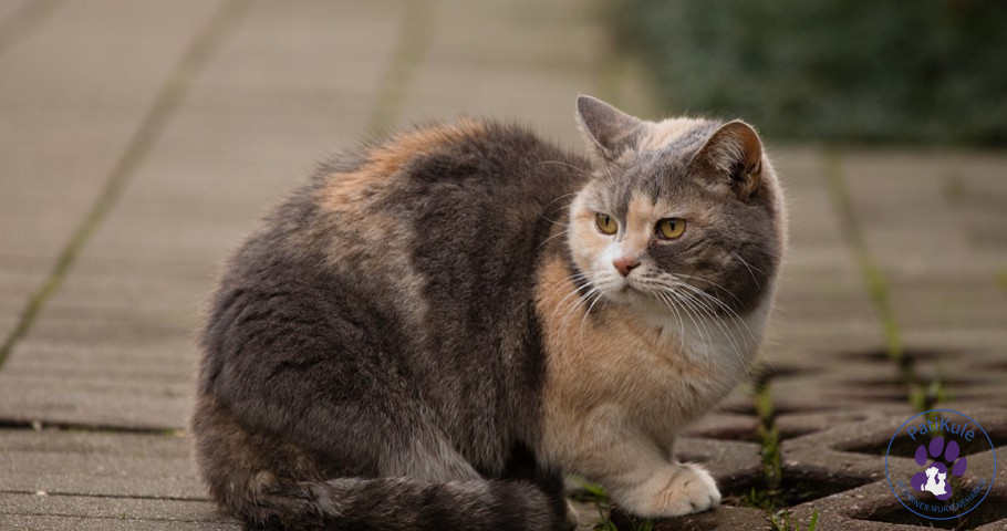 Yetişkin Kedi Sahiplenmek
