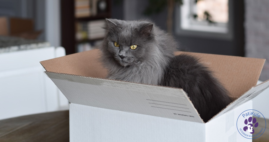 Yetişkin Kedi