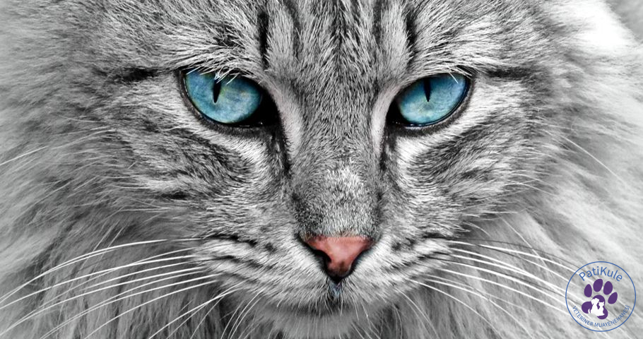Yetişkin Kedi Sahiplenmek