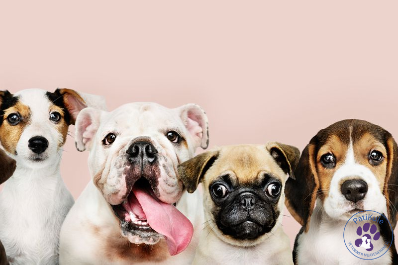 Büyümeyen Köpek Cinsleri Nelerdir?