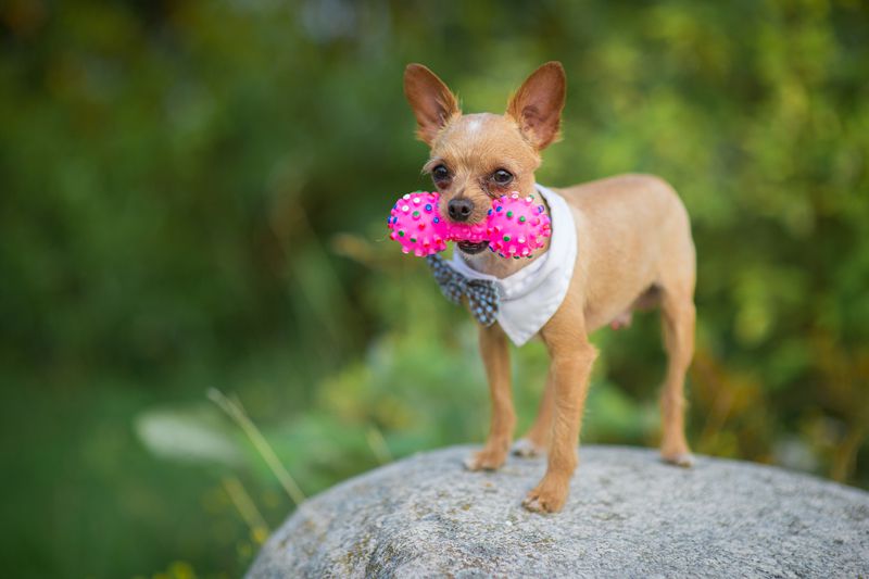 Büyümeyen Köpek Cinsleri Nelerdir? Chihuahua