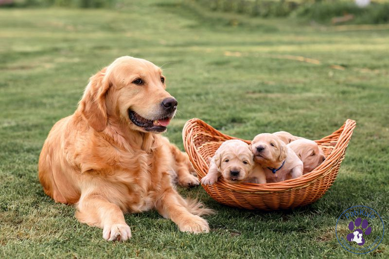 En Çok Sevilen Köpek Cinsleri Golden Retriever